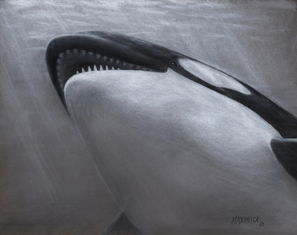 Orca
